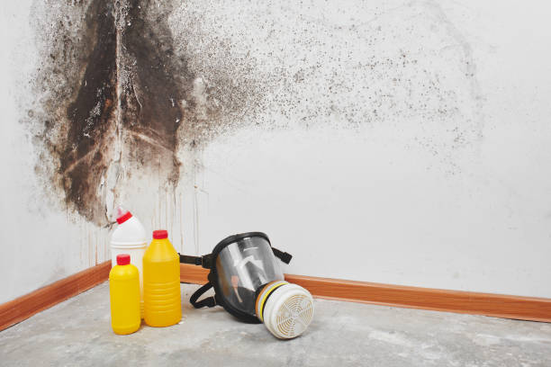 Best Mold Remediation  in Haymarket, VA