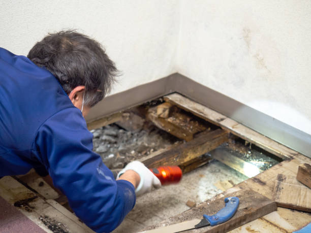 Best Mold Removal Company Near Me  in Haymarket, VA