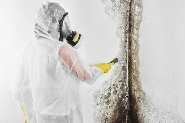 Best Certified Mold Removal  in Haymarket, VA