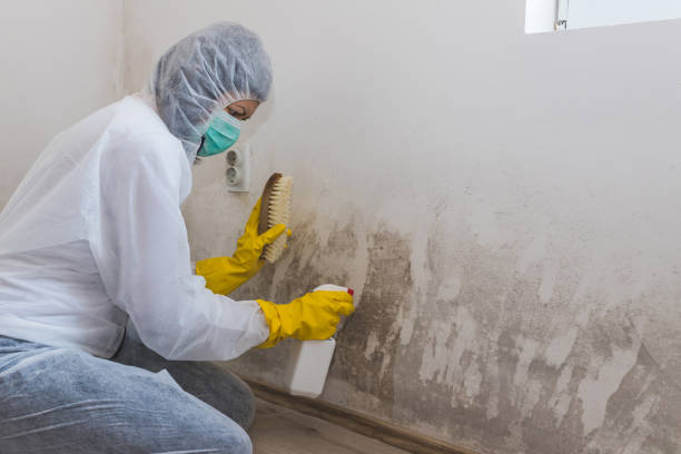 Best Affordable Mold Removal  in Haymarket, VA