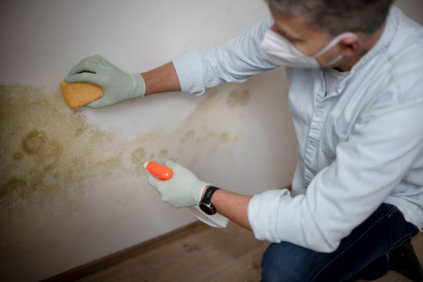 Best Attic Mold Removal  in Haymarket, VA