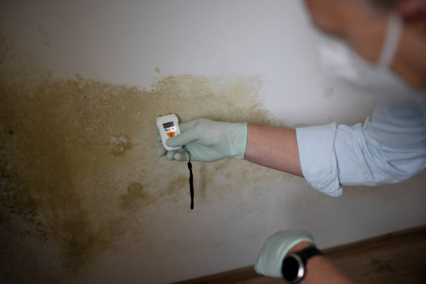 Trusted Haymarket, VA Mold Removal Experts