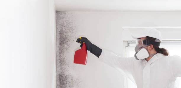 Mold Testing and Removal in Haymarket, VA