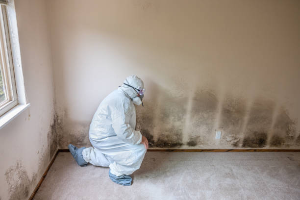 Best Mold Testing  in Haymarket, VA