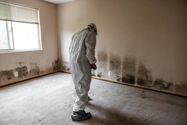 Best Toxic Mold Removal  in Haymarket, VA