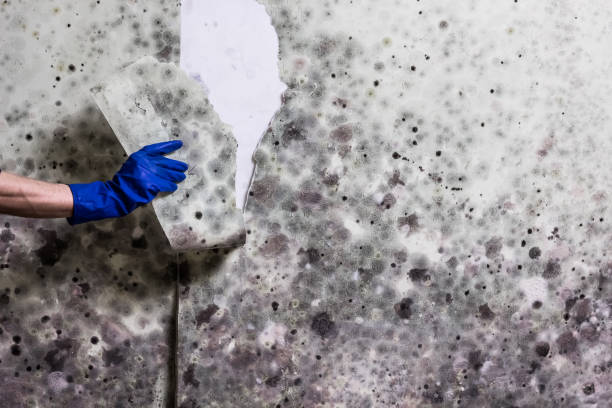 Best Toxic Mold Removal  in Haymarket, VA