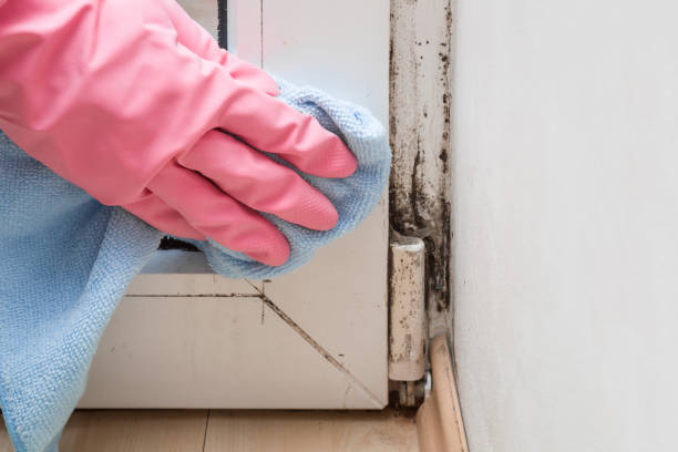 Best Commercial Mold Removal  in Haymarket, VA